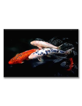Cuadro decorativo Industria Grafica Ciento 23 Peces koi