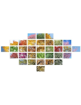 Cuadro decorativo Canvas Art árbol corpulento y frondoso con barniz a registro