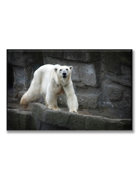 Cuadro decorativo Industria Grafica Ciento 23 oso polar