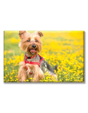 Cuadro Decorativo Industria Gráfica Ciento 23 Yorkshire Terrier En El Pasto