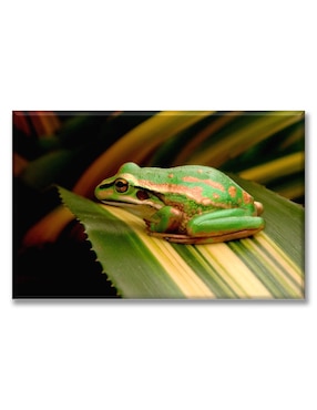 Cuadro decorativo Industria Grafica Ciento 23 Rana en una hoja