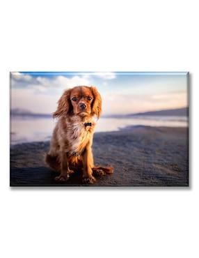 Cuadro Decorativo Industria Gráfica Ciento 23 Toy Spaniel En La Playa