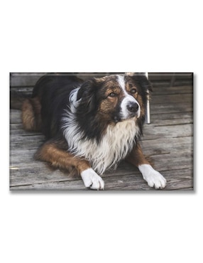 Cuadro decorativo Industria Grafica Ciento 23 Border collie
