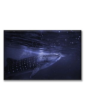 Cuadro decorativo Industria Grafica Ciento 23 Tiburón ballena