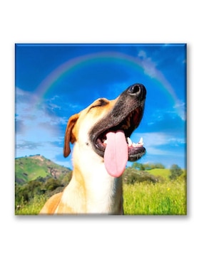 Cuadro Decorativo Industria Gráfica Ciento 23 Perro Arcoiris