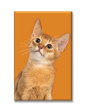 Cuadro Decorativo Industria Gráfica Ciento 23 Gato Naranja