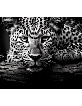 Litografía Un Toque Francés Leopard In Namibia técnica impresión