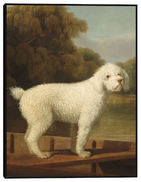 Cuadro decorativo Caniche blanco en una batea, c. 1780 técnica mixta Cuadros Jr Animales Domésticos