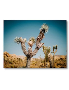 Cuadro decorativo Generica Planta Palma Desértica