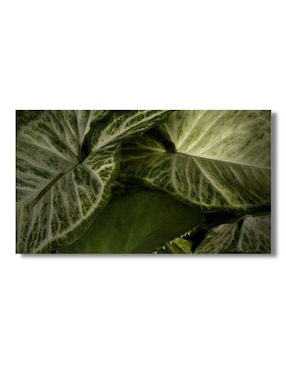 Cuadro decorativo Generica Planta Caña Muda