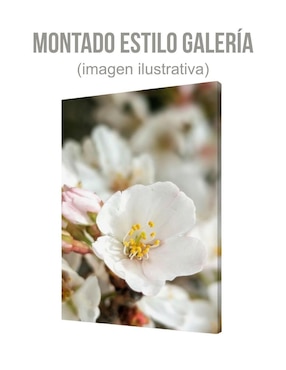 Cuadro decorativo Generica Planta Cerezo