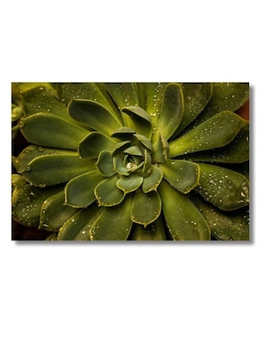 Cuadro decorativo Generica Planta Suculenta