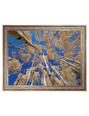 Cuadro decorativo Bosque blanco de álamos de Andy Crawford técnica mixta Cuadros Jr