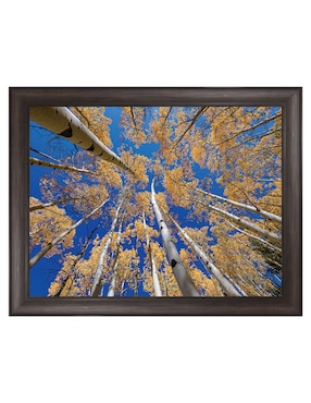 Cuadro decorativo Bosque blanco de álamos de Andy Crawford técnica mixta Cuadros Jr