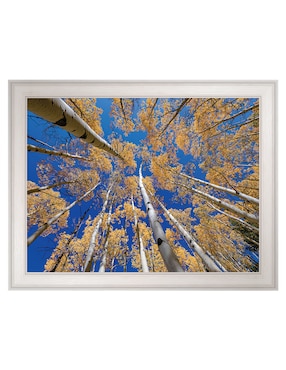 Cuadro decorativo Bosque blanco de álamos de Andy Crawford técnica mixta Cuadros Jr