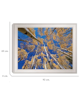 Cuadro decorativo Bosque blanco de álamos de Andy Crawford técnica mixta Cuadros Jr