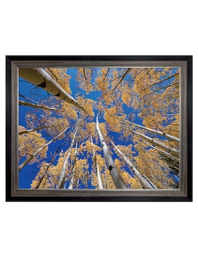 Cuadro decorativo Bosque blanco de álamos de Andy Crawford técnica mixta Cuadros Jr