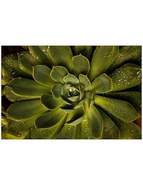 Cuadro decorativo Generica Planta Suculenta