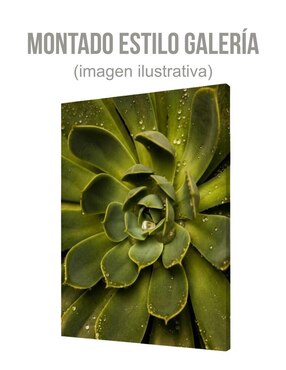 Cuadro decorativo Generica Planta Suculenta