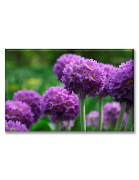 Cuadro decorativo Industria Grafica Ciento 23 Flor primula