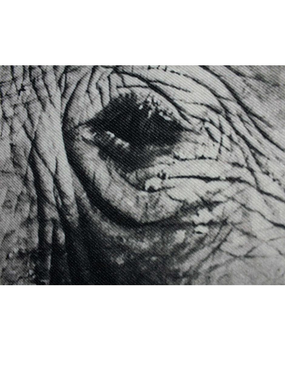 Fotografía Beso Elefante 5