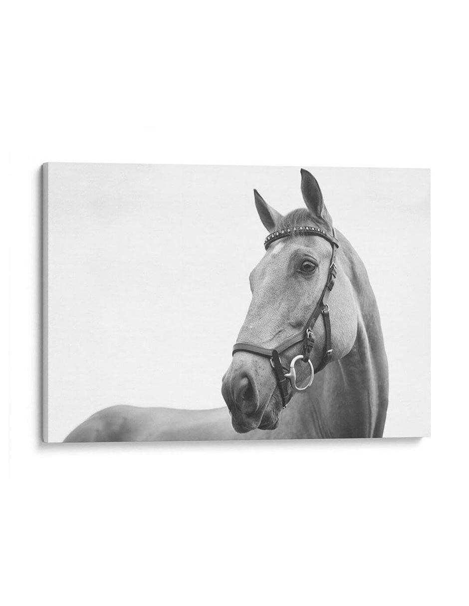 Litografía Perfil del Caballo técnica Impresión