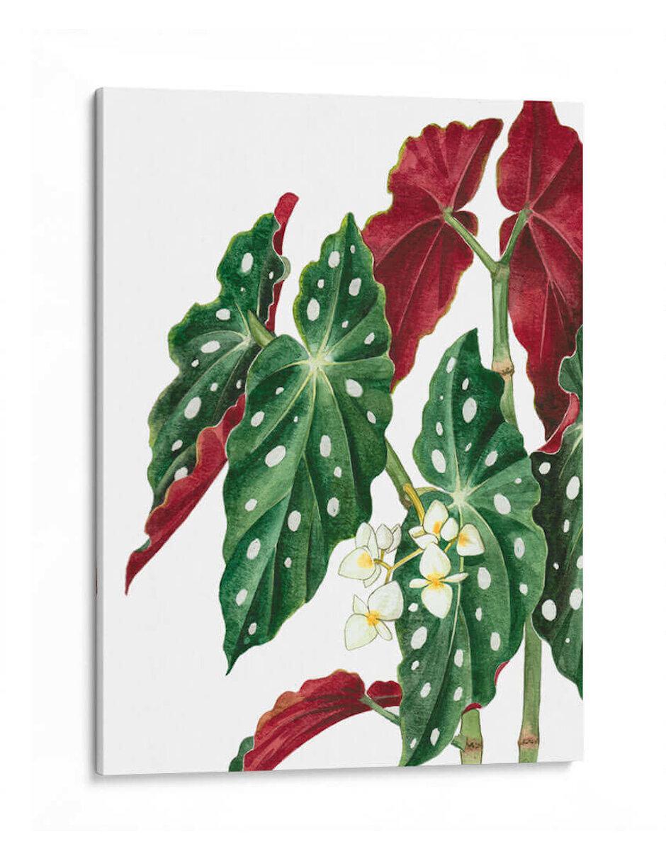 Litografía Begonia técnica Impresión Litografía Begonia técnica Impresión
