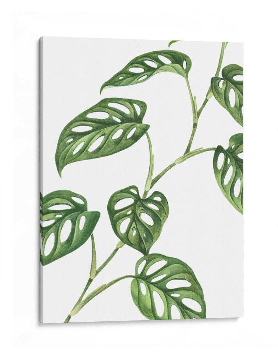 Litografía Monstera Adansonii técnica Impresión