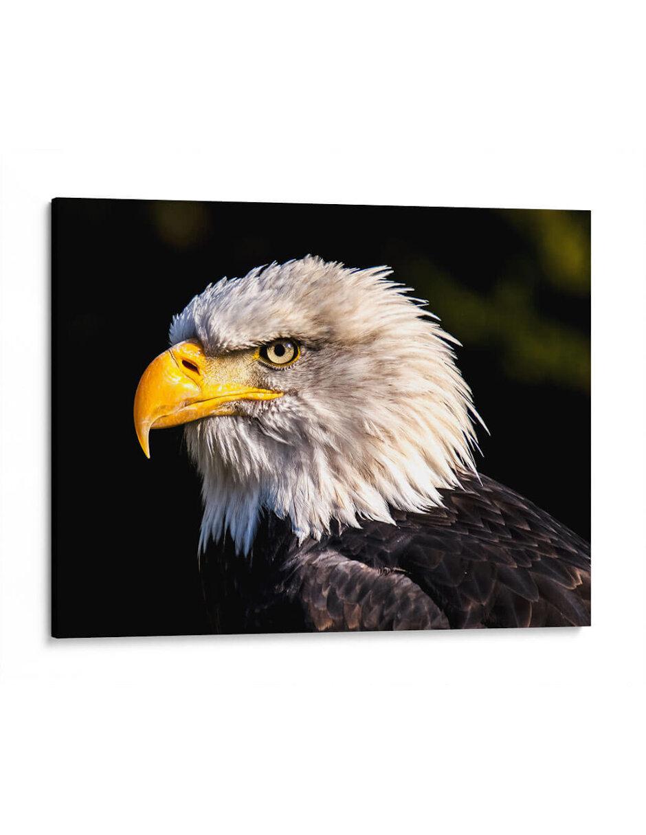 Litografía El Águila Calva