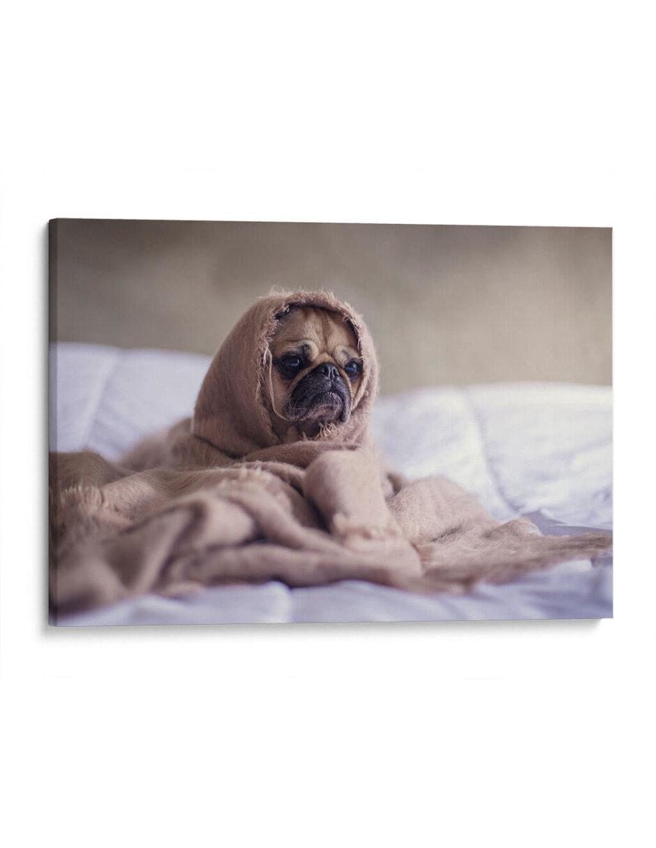 Litografía Pug Encobijado técnica Impresión