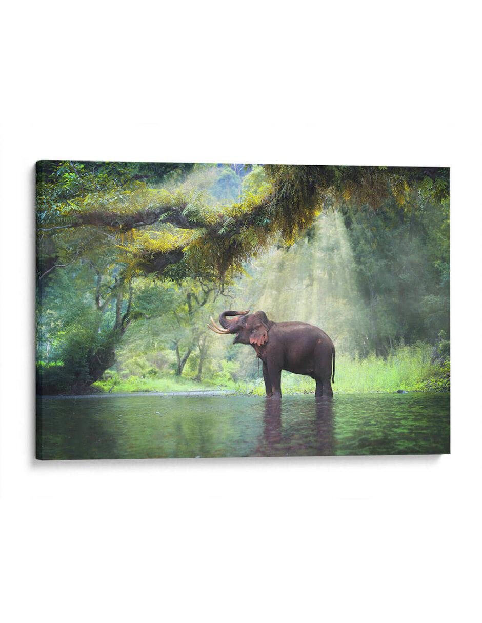 Litografía Ducha de Elefante técnica Impresión