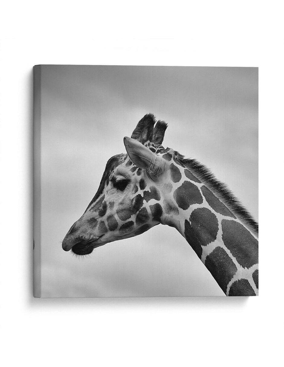 Litografía Jirafa En Blanco Y Negro Litografía Jirafa En Blanco Y Negro