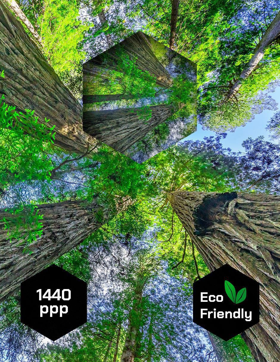 Cuadro decorativo Naturaleza Bosque Arboles 3