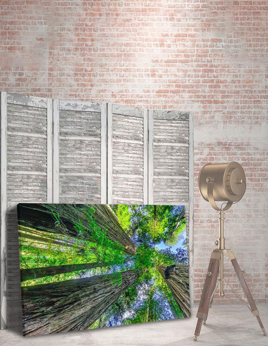 Cuadro decorativo Naturaleza Bosque Arboles 4