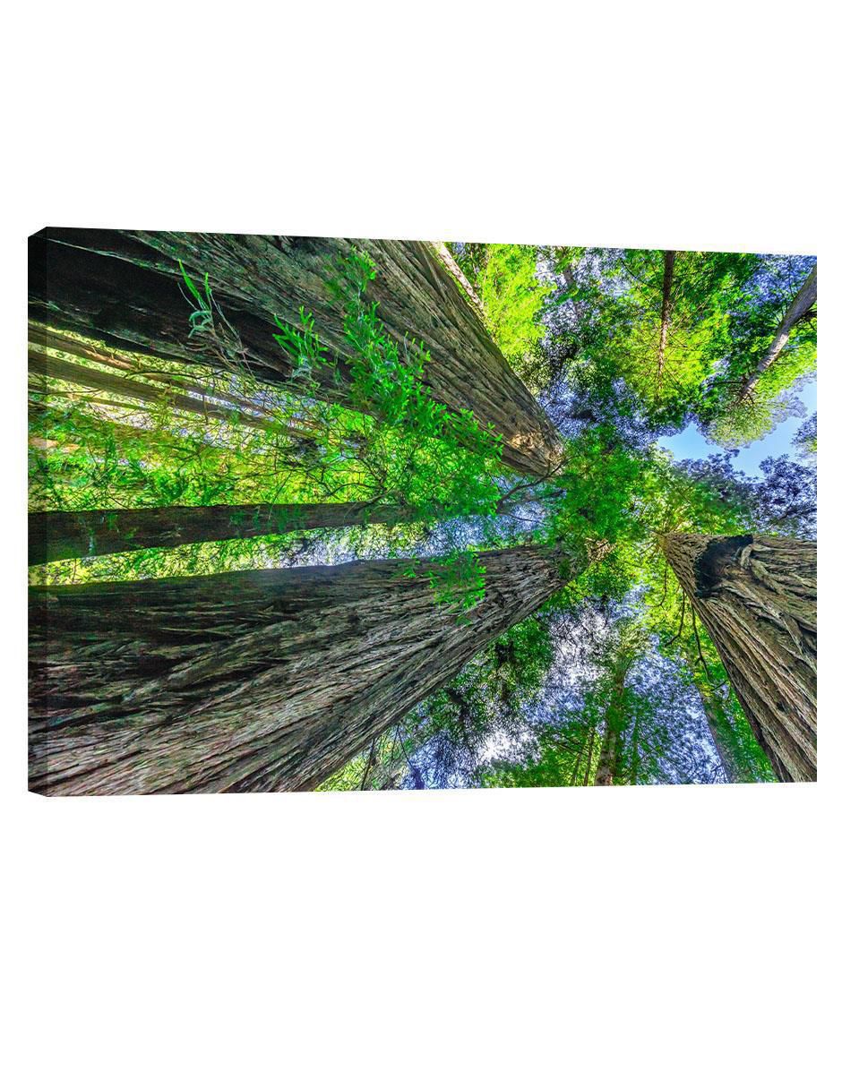 Cuadro decorativo Naturaleza Bosque Arboles Cuadro decorativo Naturaleza Bosque Arboles