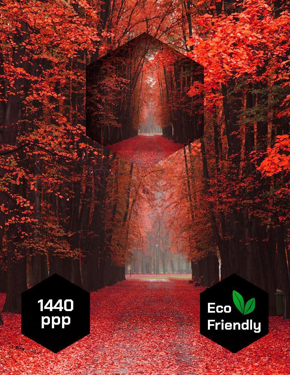 Cuadro Decorativo Naturaleza Bosque de Otoño
