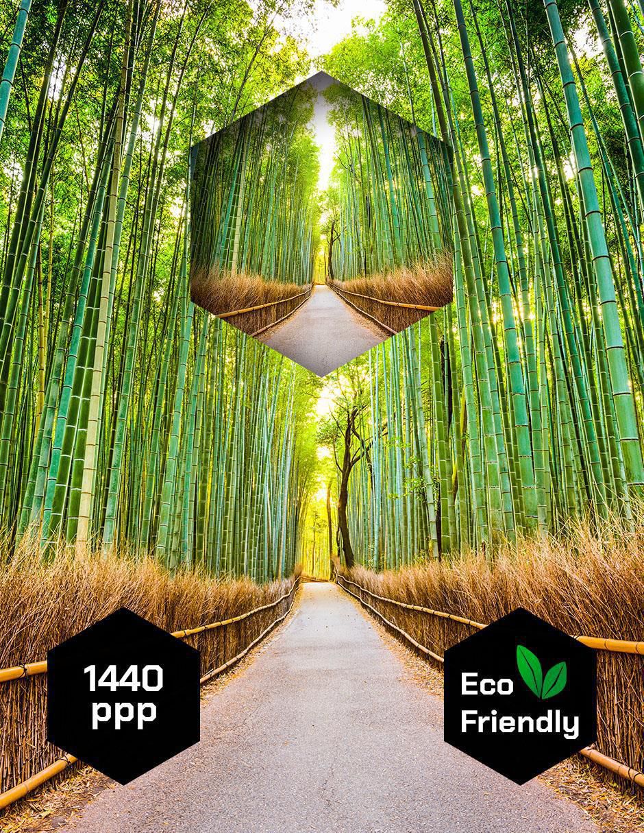 Cuadro decorativo Naturaleza Bosque de Bamboo 3