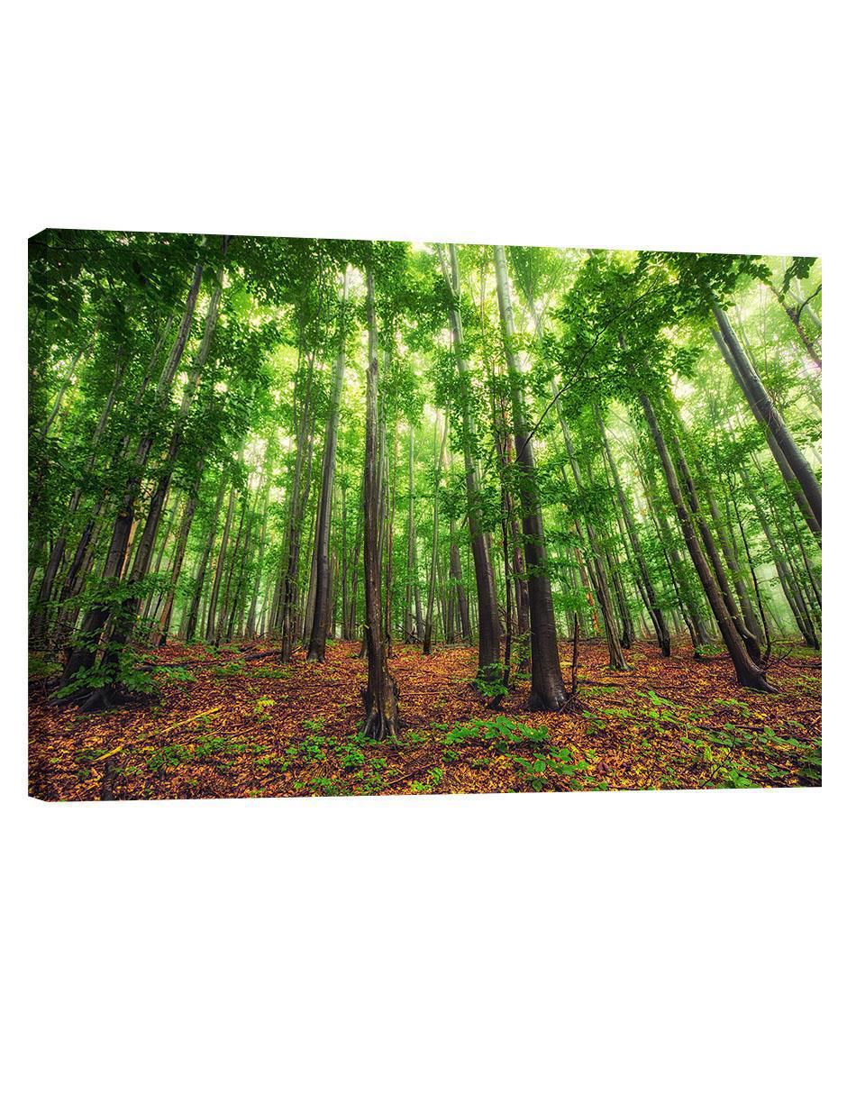 Cuadro decorativo Bosque Bello
