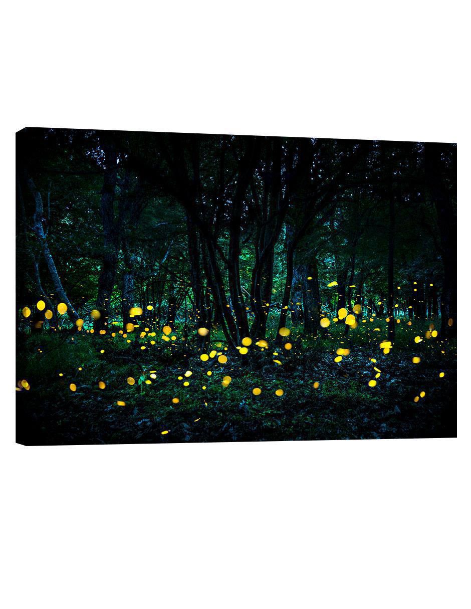 Cuadro decorativo Bosque Luciérnaga Cuadro decorativo Bosque Luciérnaga