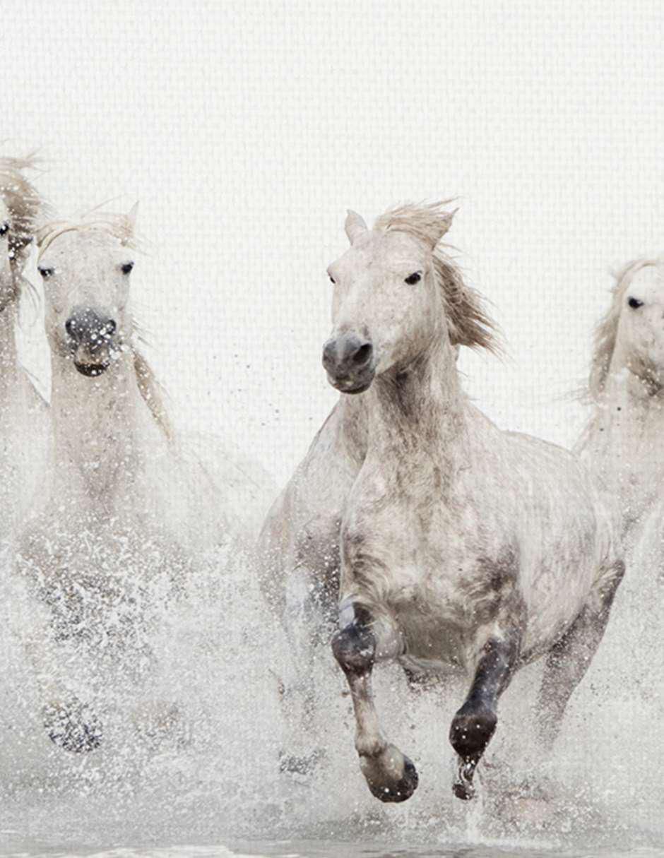 Pintura Caballos blancos técnica mixta Animales 2