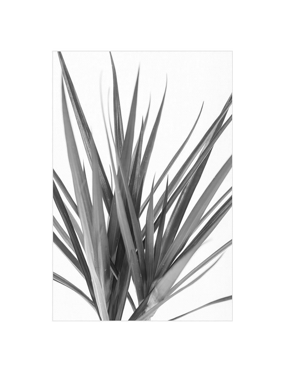 Pintura Dracaena negra técnica mixta Fotografía 2