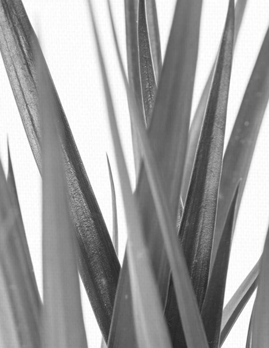 Pintura Dracaena negra técnica mixta Fotografía 4