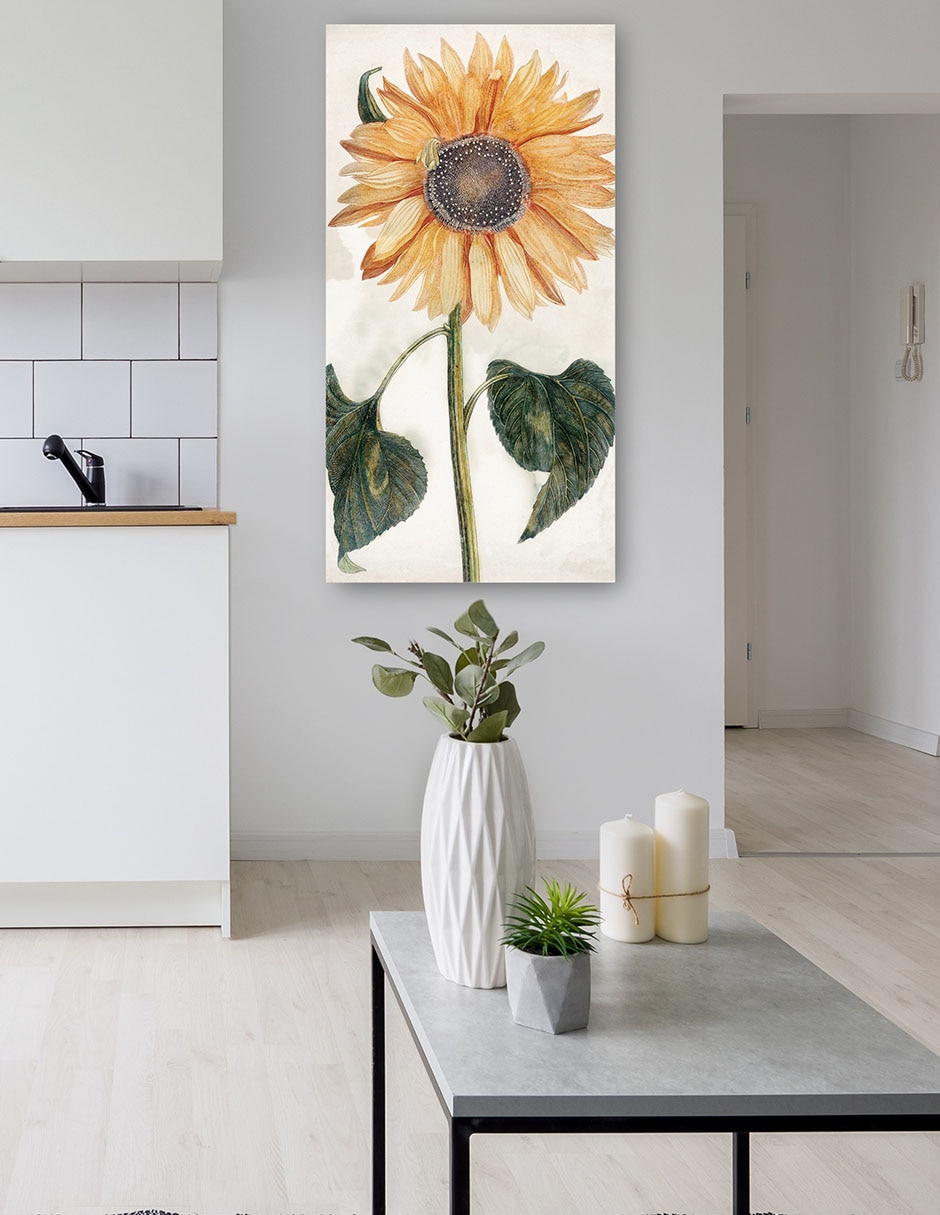 Cuadro decorativo Girasol (1688-1698) técnica mixta Girasoles 5