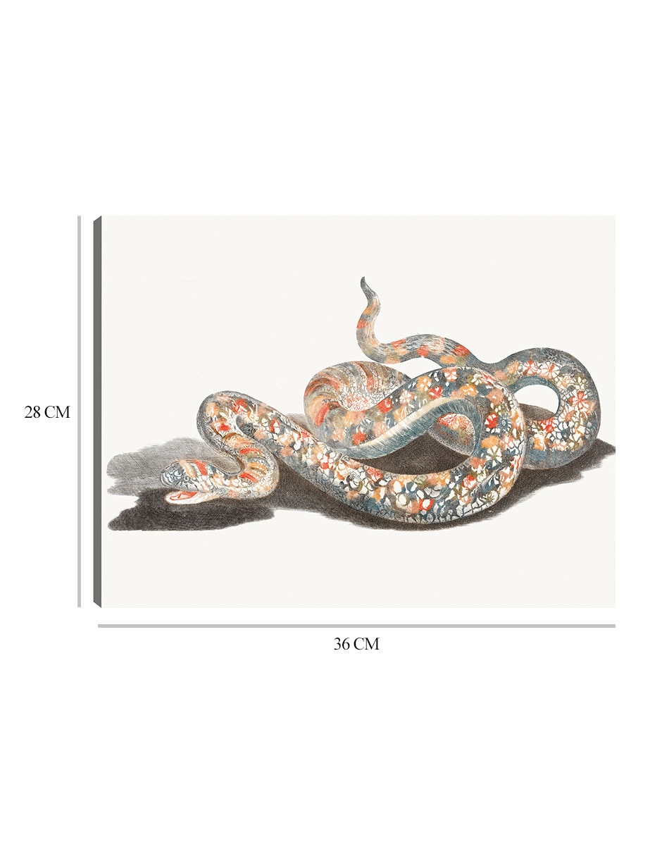 Cuadro decorativo Una serpiente técnica mixta Reptiles 2