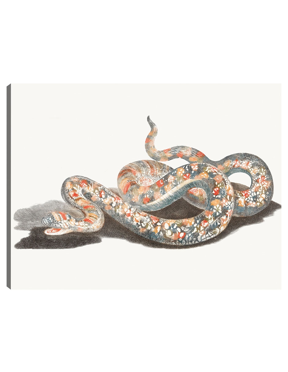 Cuadro decorativo Una serpiente técnica mixta Reptiles