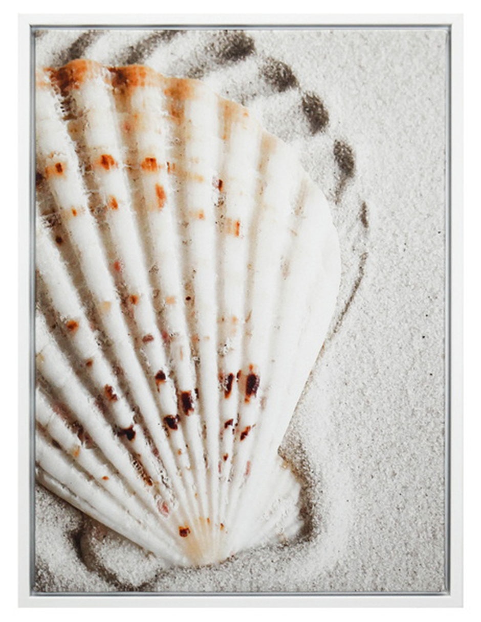 Fotografía Coquille