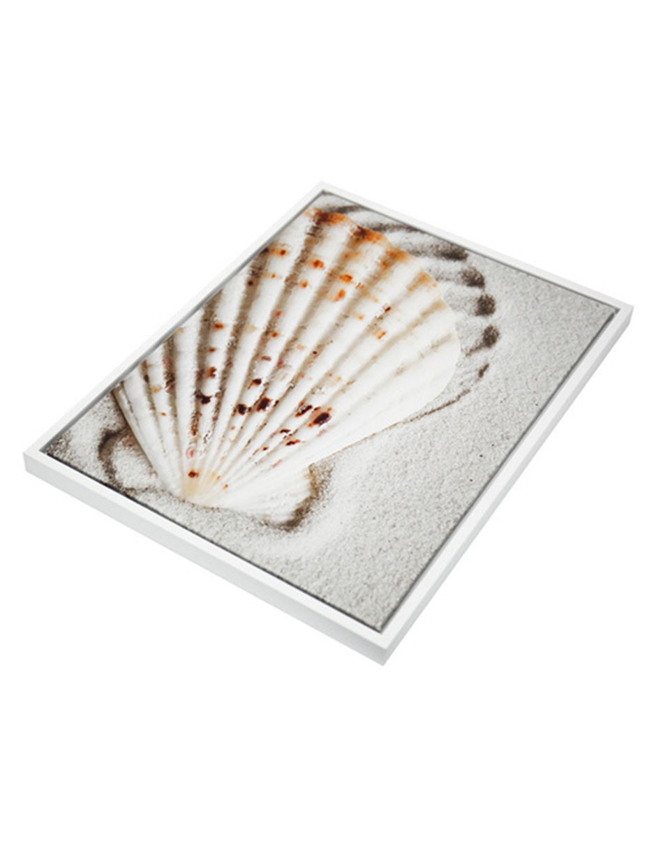 Fotografía Coquille 4