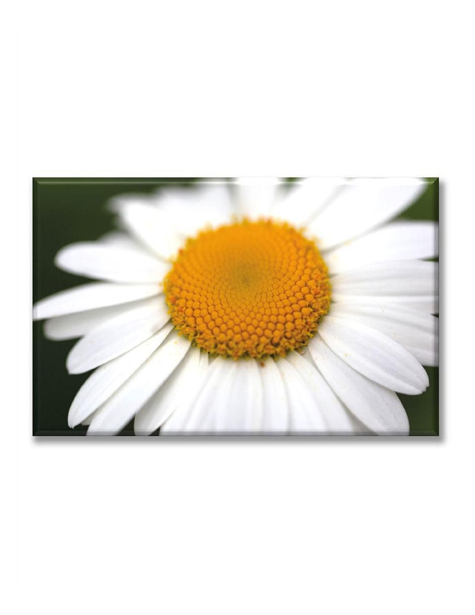 Cuadro decorativo Margarita blanca
