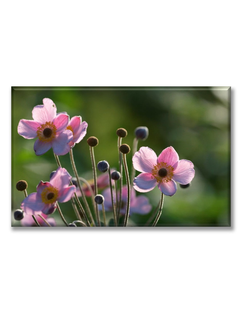 Cuadro decorativo Anémonas rosas