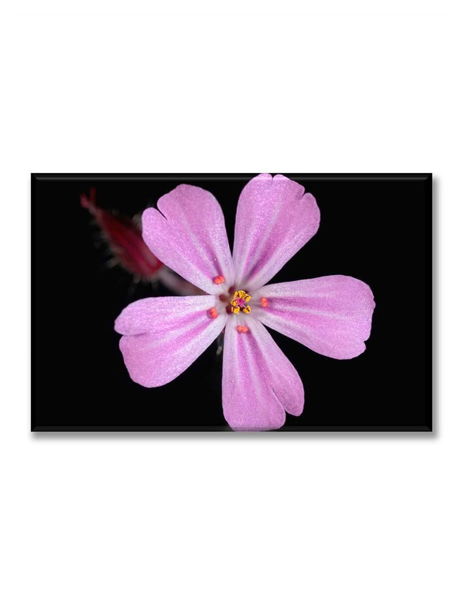 Cuadro decorativo Flor lila Cuadro decorativo Flor lila